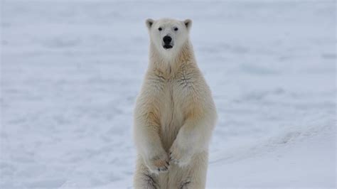 Comment les ours polaires s’adaptent.